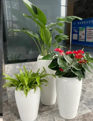 奉化花木租赁效果评价-宁波租花木-宁波办公室花木出租-海曙绿化养护时间